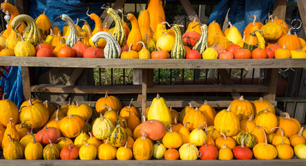 Pumpkins and gourds of various shapes and colors on a market