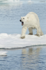 Obraz na płótnie Canvas Polar bear at the Svalbard