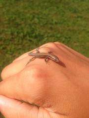 Gecko on female hand