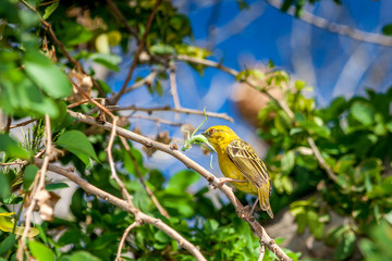 Belier Tisserin
Belier ou Tisserin gendarme