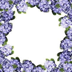 Beautiful flower background from a blue hyacinth 