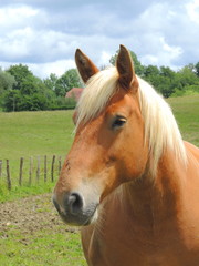 Obraz premium Haflinger auf der Pferdeweide