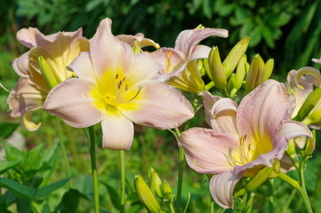 The flowers of Daylily (lat. Hemerocаllis) © koromelena