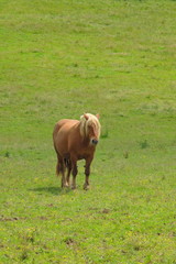 Haflinger auf der Pferdeweide
