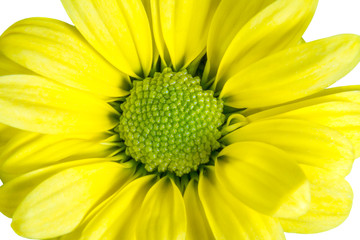 isolated yellow flower like a daisy
