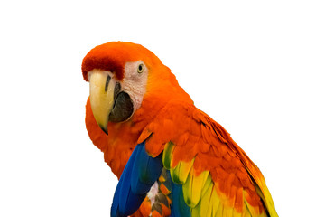 Macaw parrot orange on white background