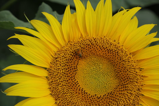 ヒマワリとミツバチ ( Sunflower and honey bee ) / ヒマワリとミツバチを撮影しました。