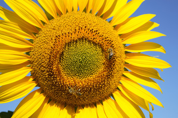 Sunflower closeup with bees