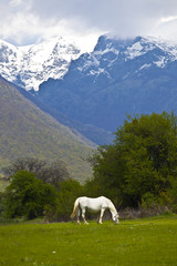 white horse in the mountain