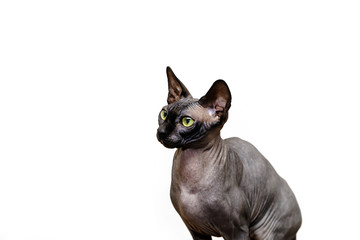 Beautiful sphynx cat portrait on white background