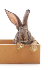 Fototapeta premium Rabbit in the box.