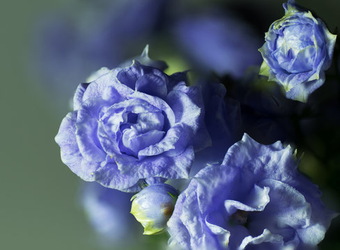 blå ros i närbild av blomman
