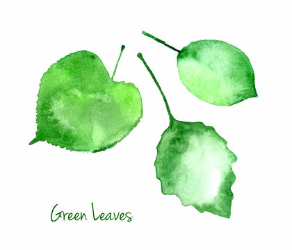 Set Of Green Vector Watercolor Leaves For You Eco Design.