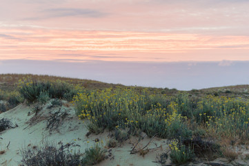 Dune covered with vegetation in the light of the setting sun.