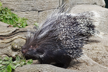 African Crested Porcupine standing on rocks in bright sunlight
