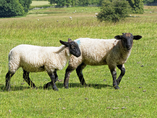 Two Suffolk sheep walking across a field in the sunshine.