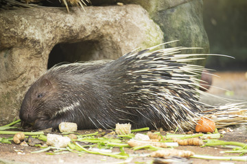 The porcupine eating