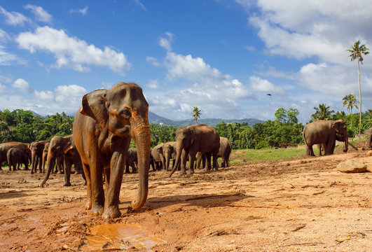 Fototapeta Herd of elephants in the nature