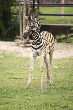 Young zebra walking