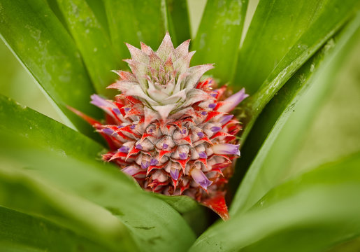 Little red pineapple on a bush
