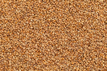 Fototapeta premium Raw unroasted coffee beans