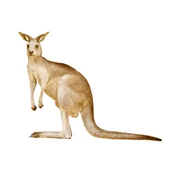 Papier Peint photo Lavable Kangourou Kangourou australien isolé sur fond blanc