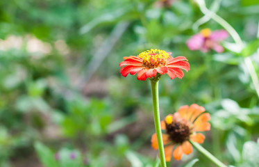 Zinnia flower in garden.(Soft focus.)