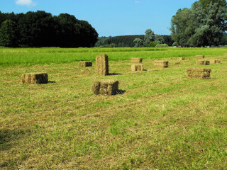 Heuernte