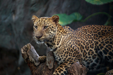 Naklejka premium Leopard on a branch.