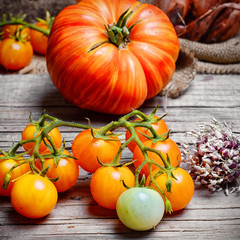 harvest summer tomatoes