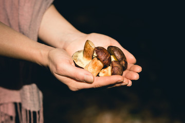 Close-up of young women's hands holding a small Bay Bolete mushrooms with shallow depth of field.