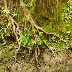 Roots of a tropical tree in the soil eroded by rain