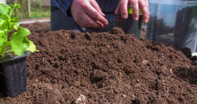 A man is making a plant hole in to the pile of soil wit his hands. He then takes a plant aut of the cup and plants it in to the soil. Close-up shot.