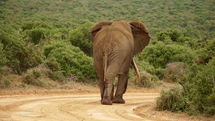 Elefant von hinten