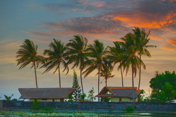Evening landscape with palm trees. Indonesia, Bali