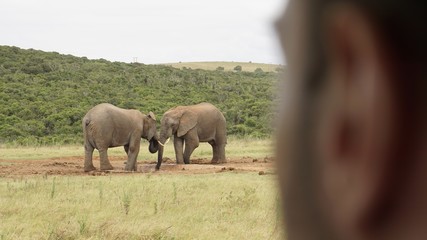 Elefanten Ausblick