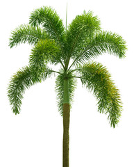 Wodyetia (Foxtail Palm). Palm tree isolated on white
