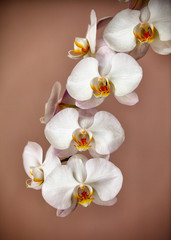 Fototapeta na wymiar Bunch of orchid flowers on brown background