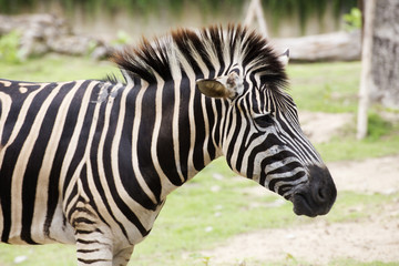 Fototapeta na wymiar Closed up African Zebra