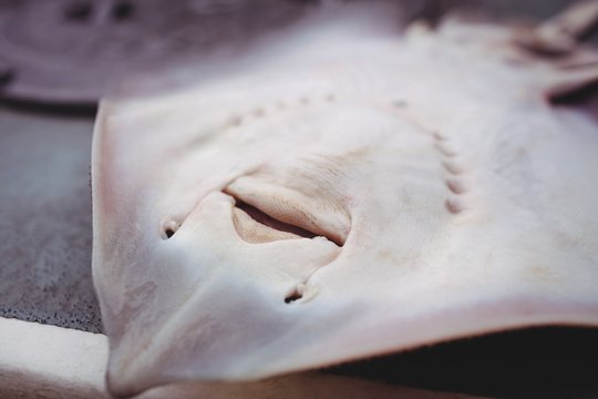 Close-up of ray fish