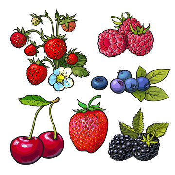Collection of forest berries, vector illustration isolated on white background. Strawberry blueberry blackberry cherry raspberry. Set of fresh ripe berries, smoothie ingredients
