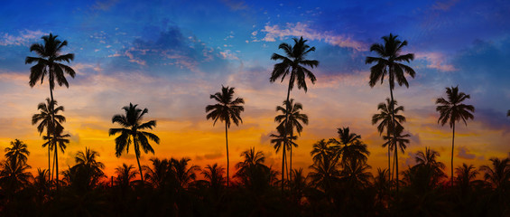 Fototapeta na wymiar Coconut Palms Silhouetted against a Sunset Sky in Thailand.