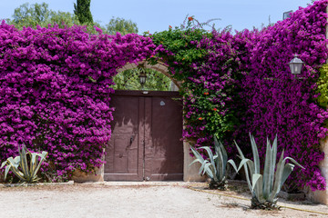 Fototapeta na wymiar Entrance door of a rural house on Puglia