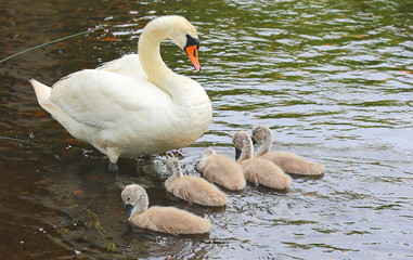 White swan mum with babies swimming in the water
