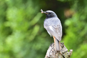 Hausrotschwanz mit Futter