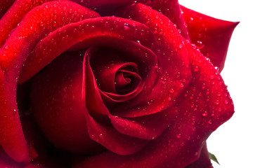 One big ripe red rose close