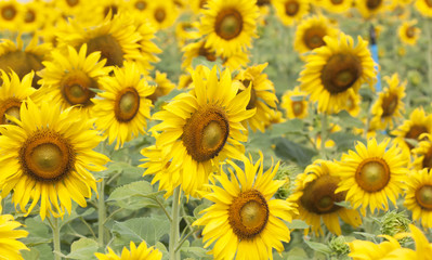Fototapeta na wymiar Sunflower Flower blossom