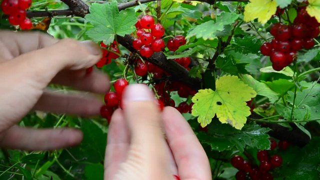 redcurrant collection. collects ripe red currant berries
