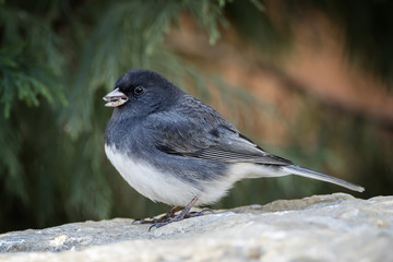 A Dark-eyed Junco, Junco hyemalis