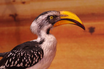 Yellow-billed hornbill taxidermy objects